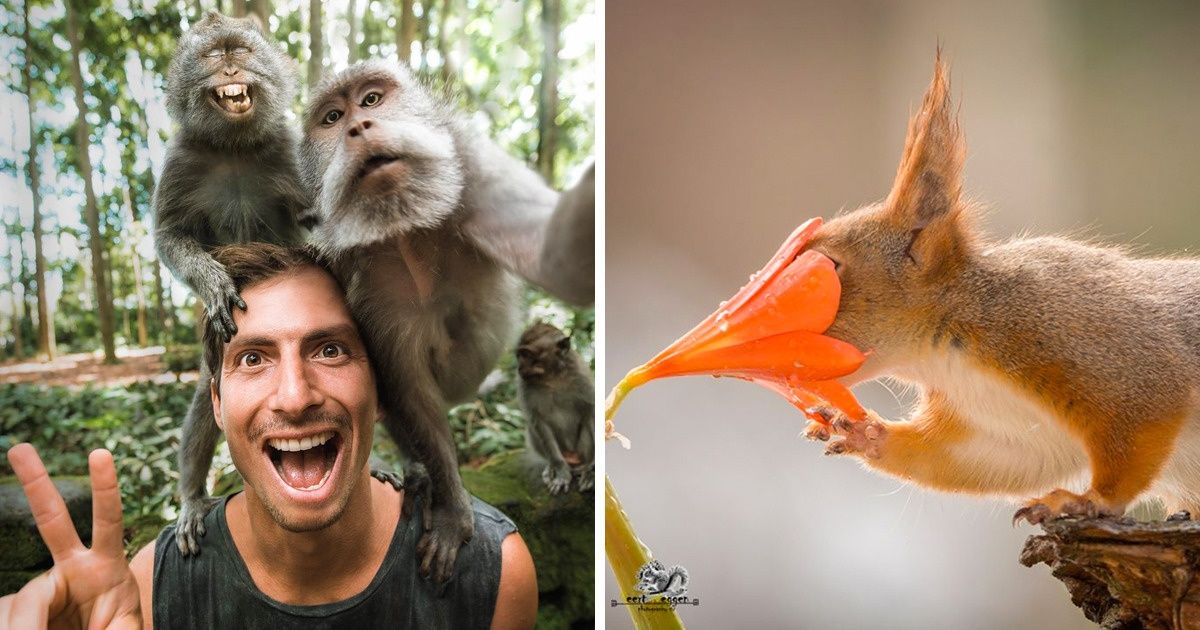 20 Fotos de animales cuya curiosidad se robó el show