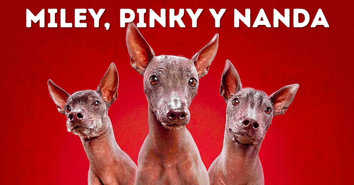 Fotógrafos de Moscú tomaron una serie de retratos expresivos que muestran la personalidad de los perros de diferentes razas Fotógrafos de Moscú tomaron una serie de retratos expresivos que muestran la personalidad de los perros de diferentes razas