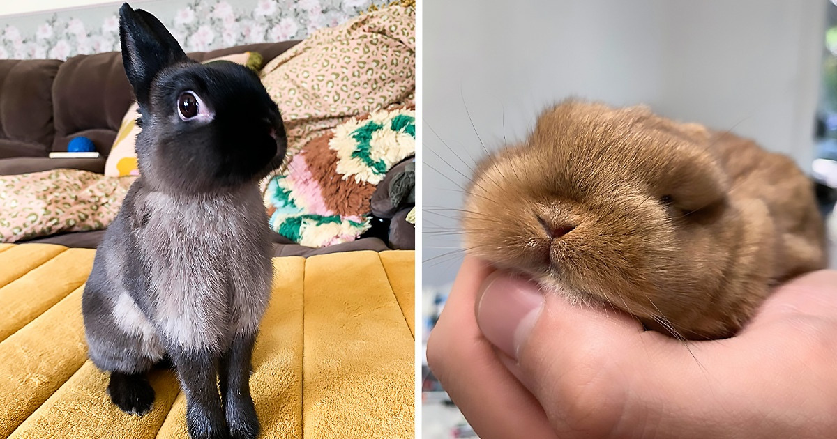 15+ Conejitos adorables que nos inspiran a adelantar los preparativos de Pascua