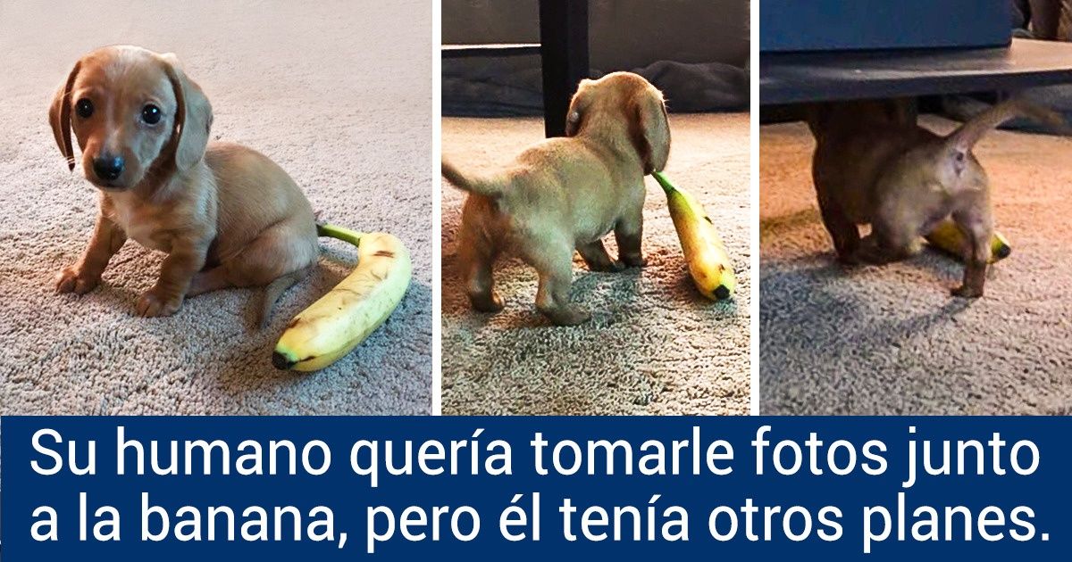 18 Fotos que prueban que tener un perro salchicha en casa es sinónimo de diversión y ternura