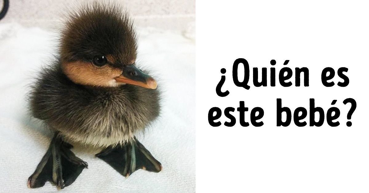 Test: ¿Podrás adivinar qué animal es al ver su fotografía de bebé?
