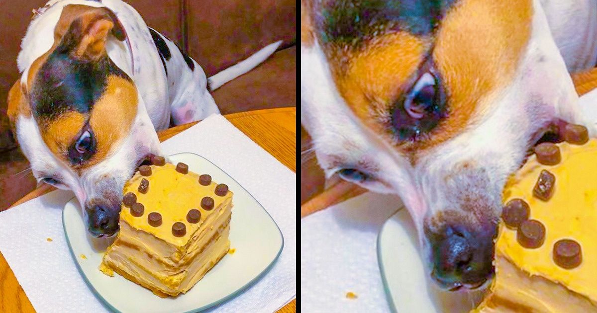 20+ Animales que saben cómo hacerse notar en el momento más inoportuno