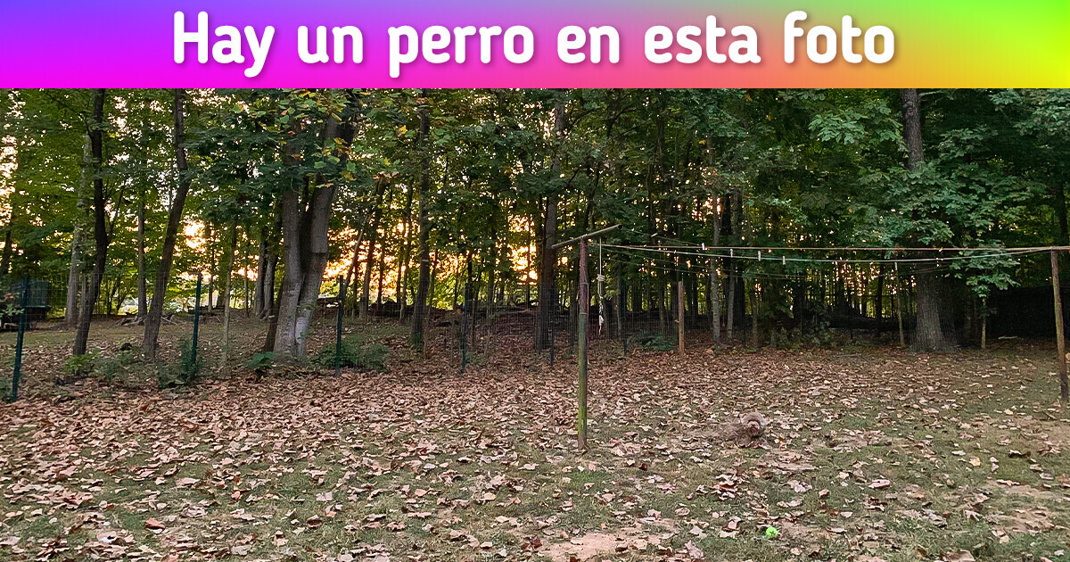 Test: Descubre lo que esconden estas imágenes engañosas y demuestra que tienes vista de águila