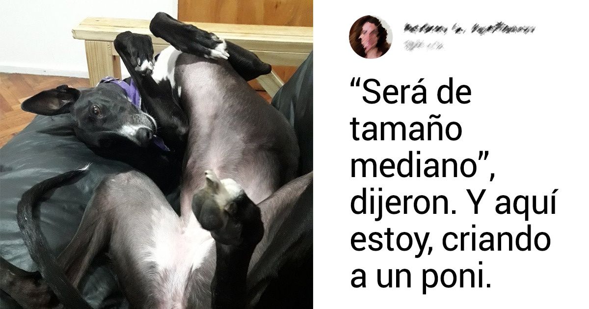 20+ Usuarios de la red recuerdan con humor cómo los engañaron con la raza de su mascota 20+ Usuarios de la red recuerdan con humor cómo los engañaron con la raza de su mascota