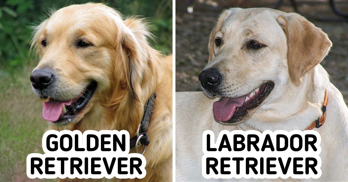 11 Pares de razas de perros que incluso un experto en canes podría confundir 11 Pares de razas de perros que incluso un experto en canes podría confundir