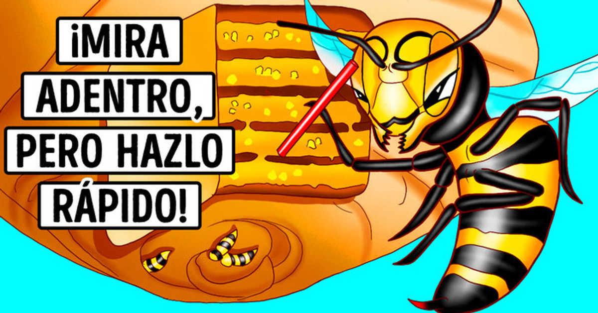 Lo que verías si pudieras entrar en un nido de avispas
