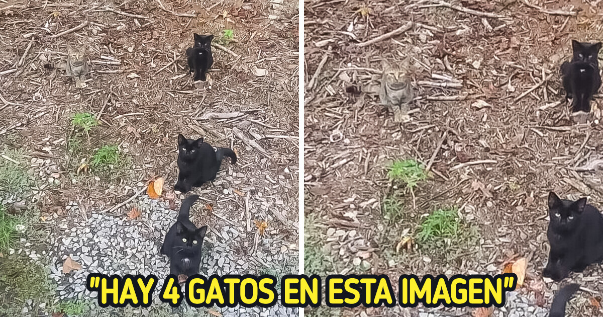 25 Fotos en las que la protagonista es la confusión en persona