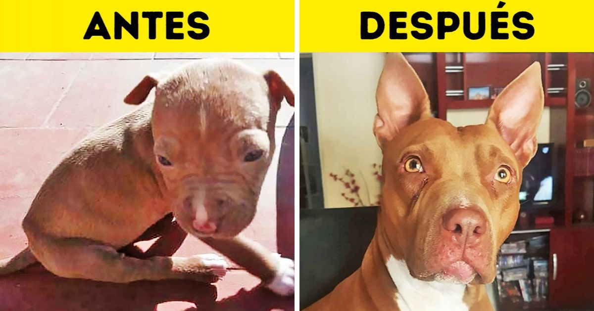 19 Lectores de Genial revelaron el antes y después de sus mascotas rescatadas (nueva selección) 19 Lectores de Genial revelaron el antes y después de sus mascotas rescatadas (nueva selección)