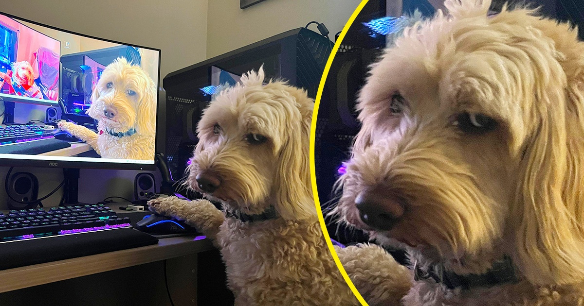 18 Animales que quieren tomar distancia del amor empalagoso de sus dueños