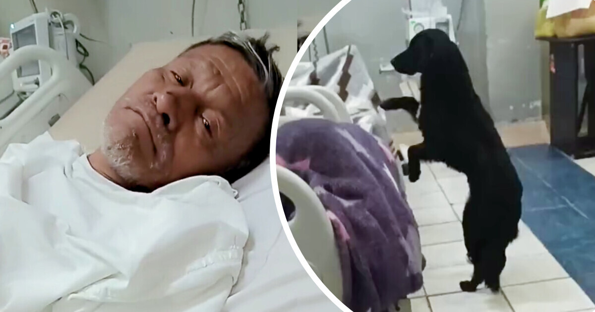 Perrito no deja a su dueño ni en el hospital, él ruega que alguien lo adopte Perrito no deja a su dueño ni en el hospital, él ruega que alguien lo adopte