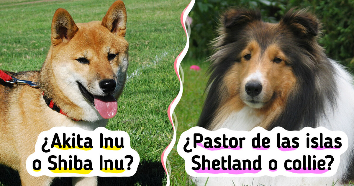 ¿Puedes reconocer estas razas de perros que todos confunden?