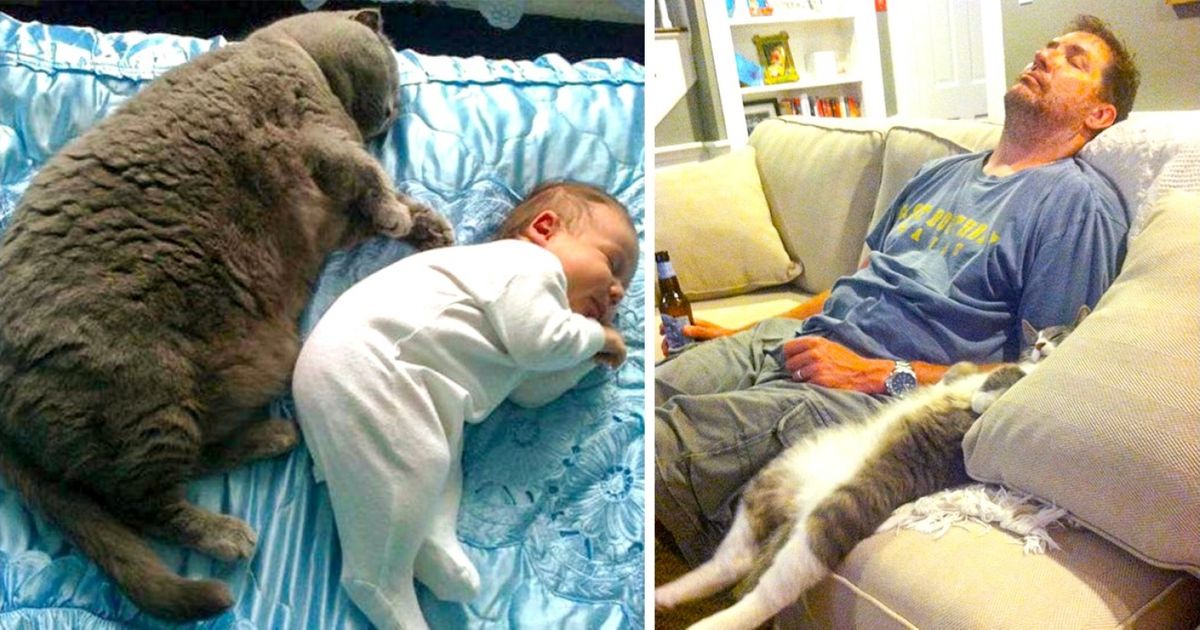 La mejor guía para encontrar un gato que se ajuste a tu personalidad y tu estilo de vida