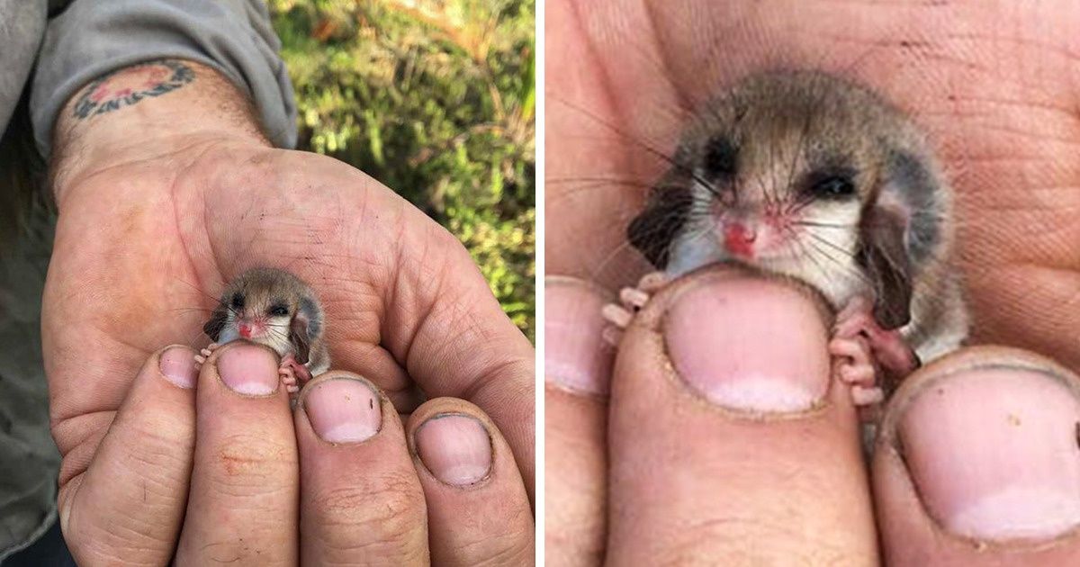 24 Animales bebés que podrían descongelar instantáneamente hasta el corazón de una reina del hielo 24 Animales bebés que podrían descongelar instantáneamente hasta el corazón de una reina del hielo