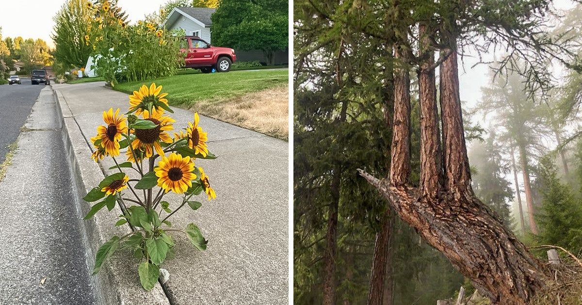 19 Veces en las que fuimos testigos de los deseos de supervivencia de la madre naturaleza 19 Veces en las que fuimos testigos de los deseos de supervivencia de la madre naturaleza