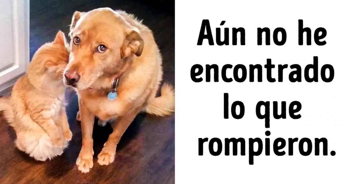 20 Animales cuyas habilidades de actuación envidiarían hasta las estrellas de Hollywood