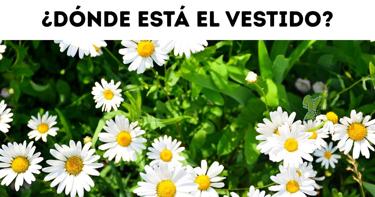 Test: Demuestra tu agilidad visual y detecta el objeto que se esconde entre estas 15 imágenes de flores Test: Demuestra tu agilidad visual y detecta el objeto que se esconde entre estas 15 imágenes de flores