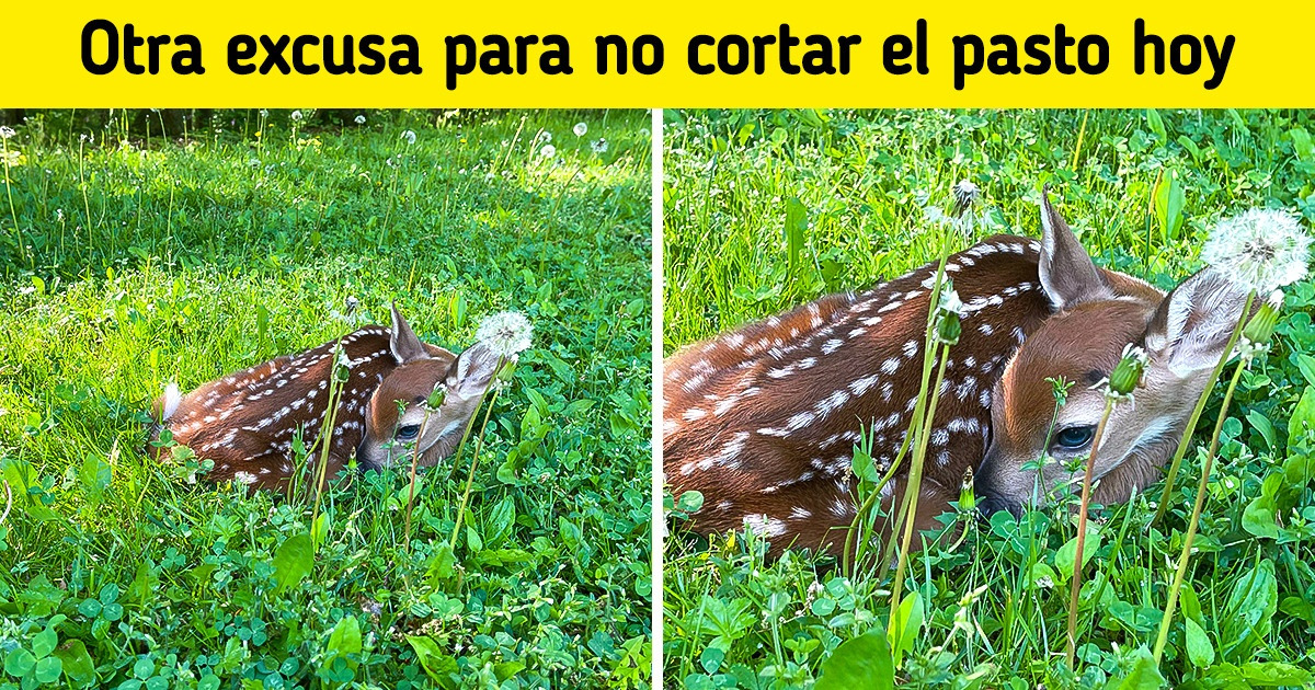 21 Amantes de las plantas demostraron que sus jardines son una cajita de sorpresas