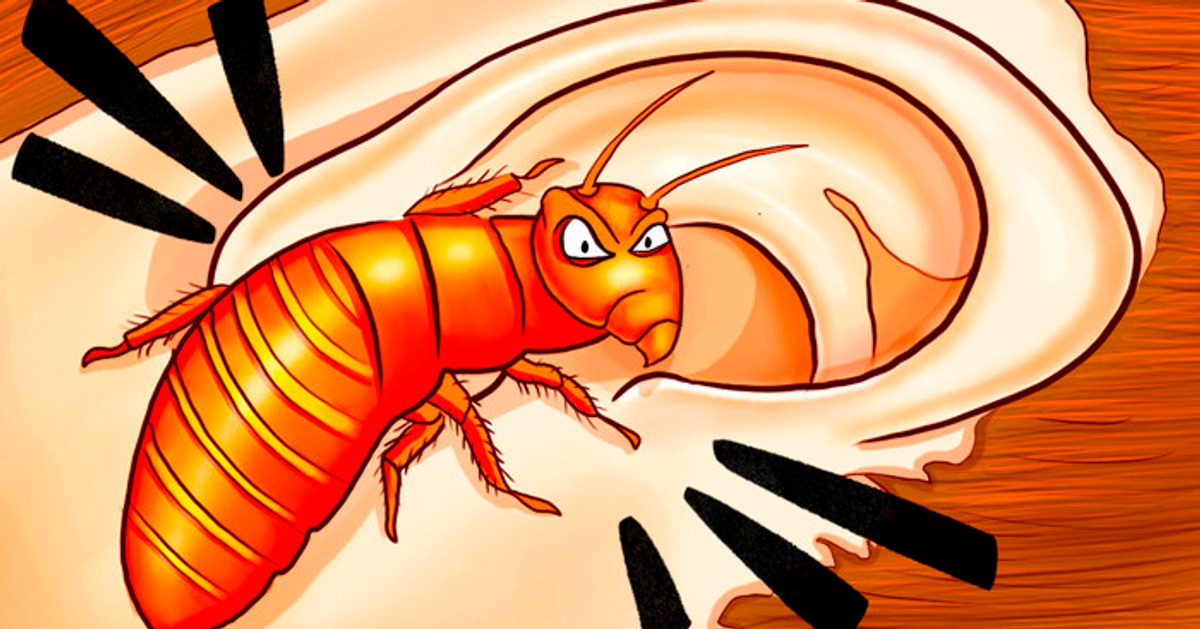 Un insecto que caminaba con los dinosaurios vive cerca de ti hoy