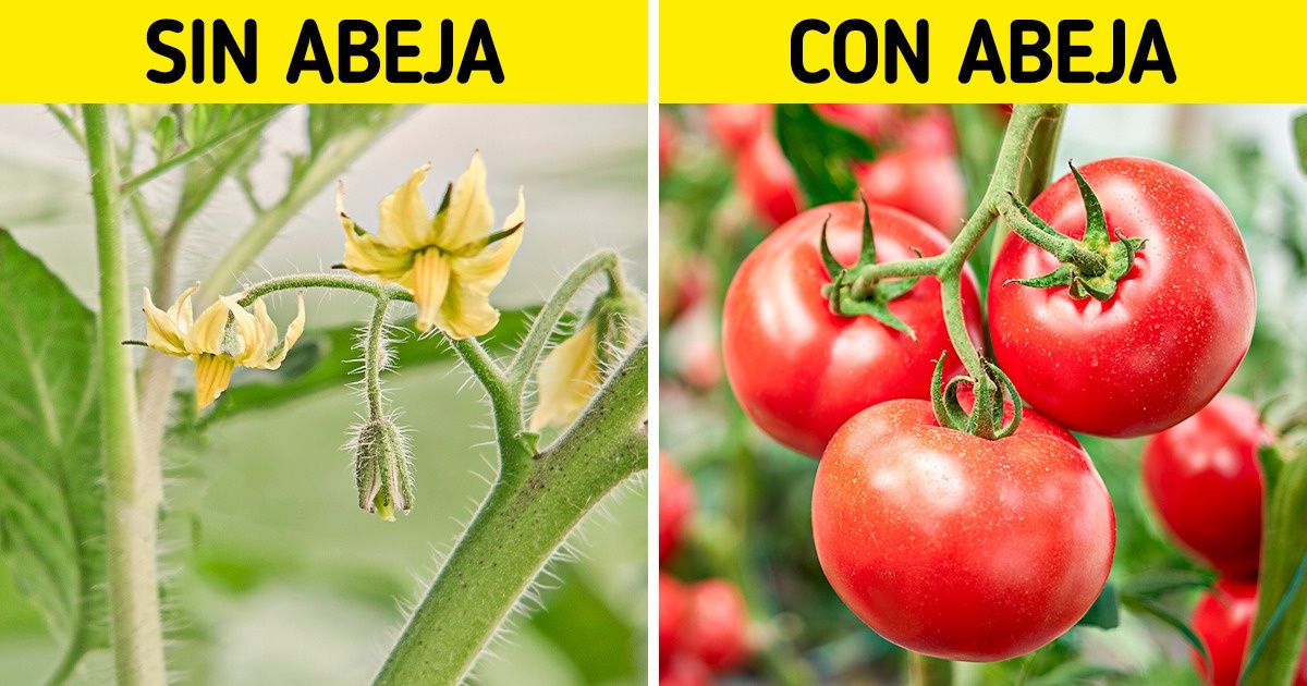 Cómo conseguir un jardín amigable con los animales polinizadores para tener plantas de revista Cómo conseguir un jardín amigable con los animales polinizadores para tener plantas de revista
