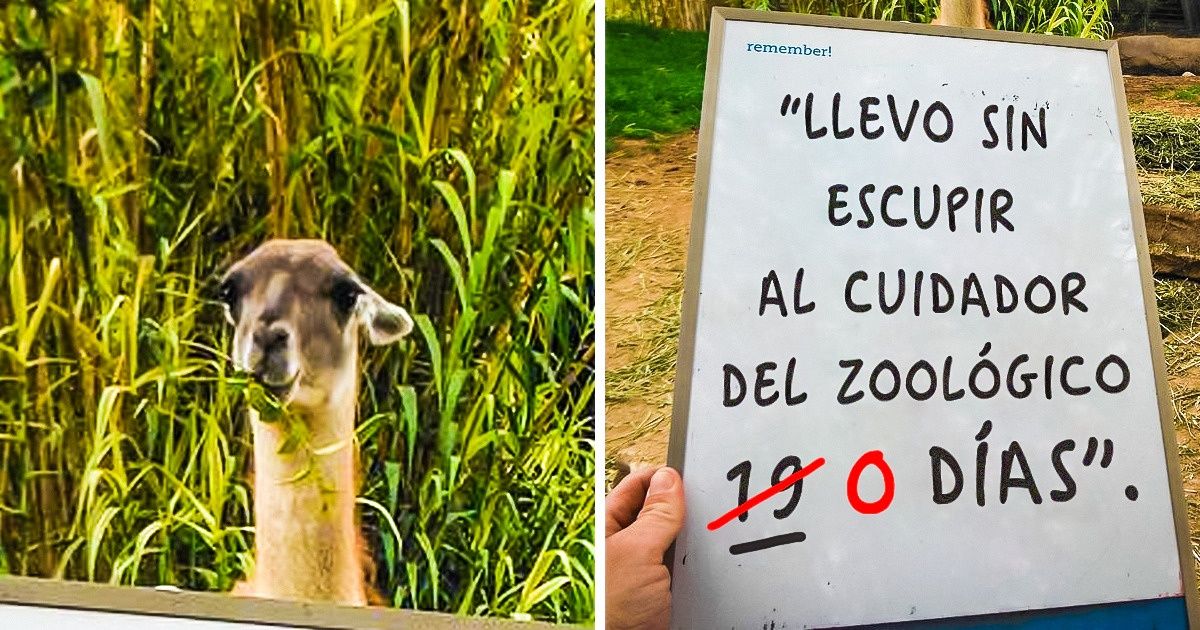 15 Animales que hacen travesuras mientras disfrutan de su impunidad