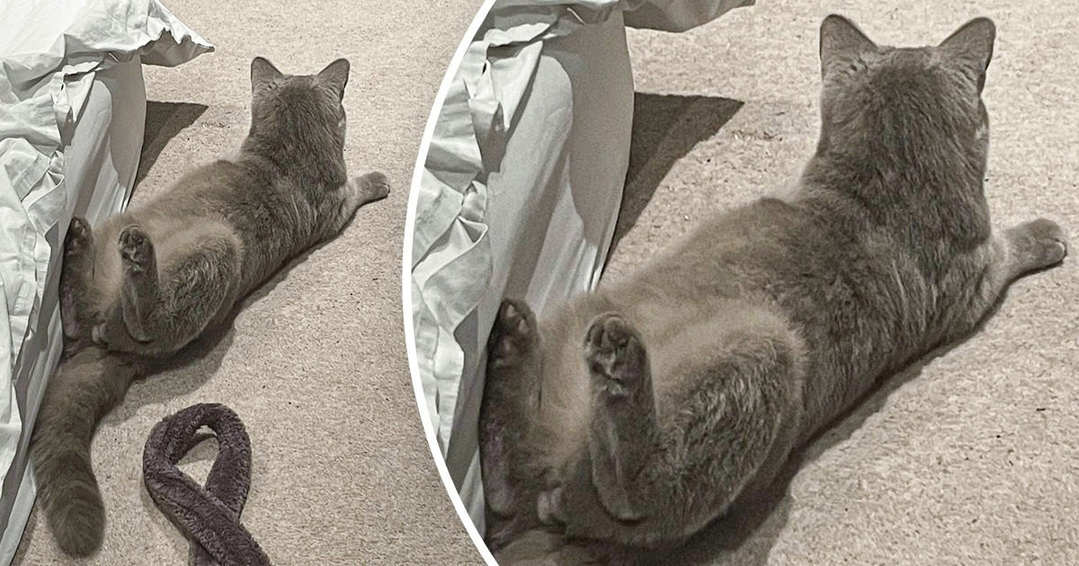 22 Mascotas que parecen haber sido creadas con errores de fábrica