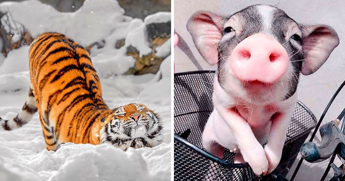 20 Animales tan fotogénicos que opacarían a cualquier modelo profesional 20 Animales tan fotogénicos que opacarían a cualquier modelo profesional