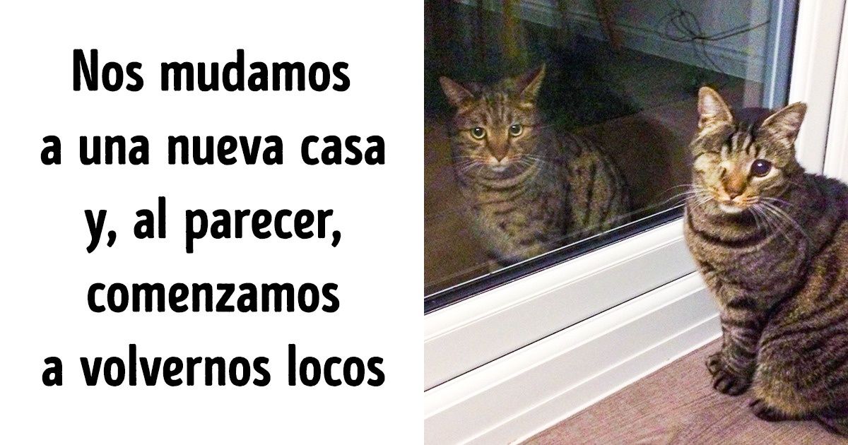 Dueños de mascotas mostraron los momentos más increíbles que les sucedieron con ellos