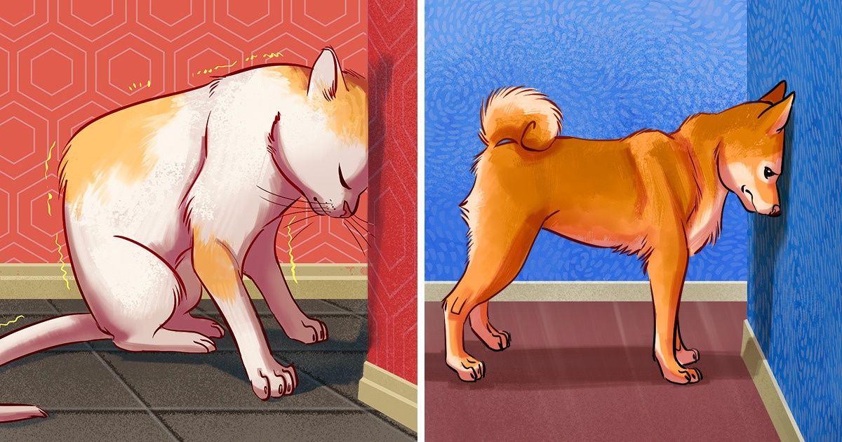 7 Posibles razones por las cuales tu mascota podría estar apoyando su cabeza contra la pared 7 Posibles razones por las cuales tu mascota podría estar apoyando su cabeza contra la pared