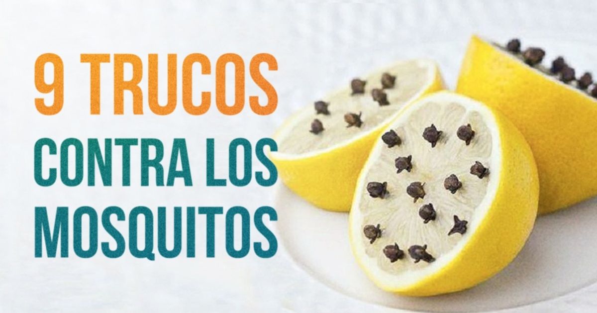 9 Maneras de combatir los mosquitos y sus picaduras