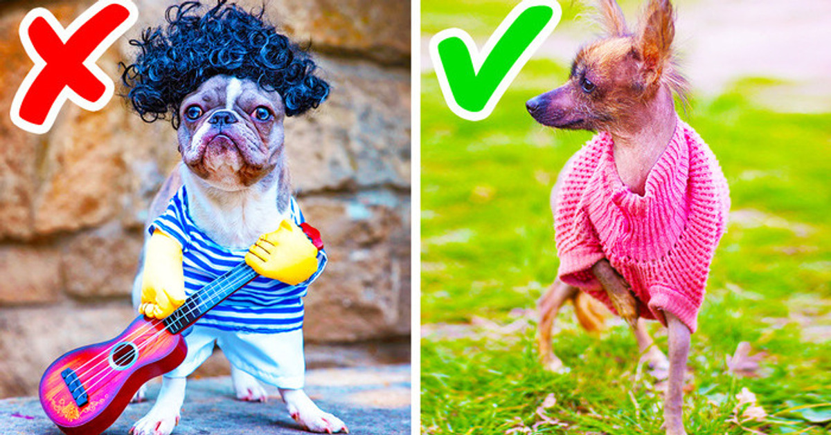 Cómo demostrarle afecto a tu perro como a él le gusta