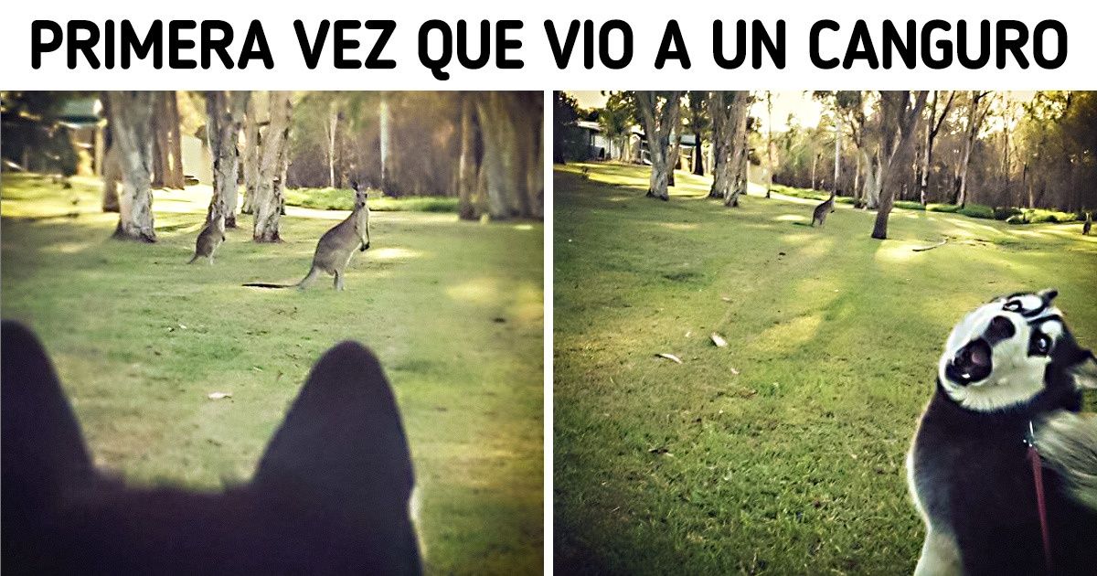 20 Animales que tienen la misión de acabar con nuestra tristeza 20 Animales que tienen la misión de acabar con nuestra tristeza