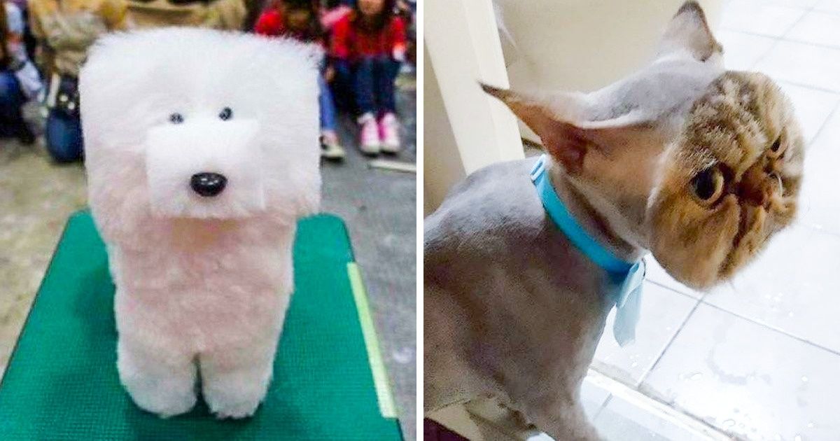 21 Cortes de pelo de mascotas que no salieron nada bien 21 Cortes de pelo de mascotas que no salieron nada bien