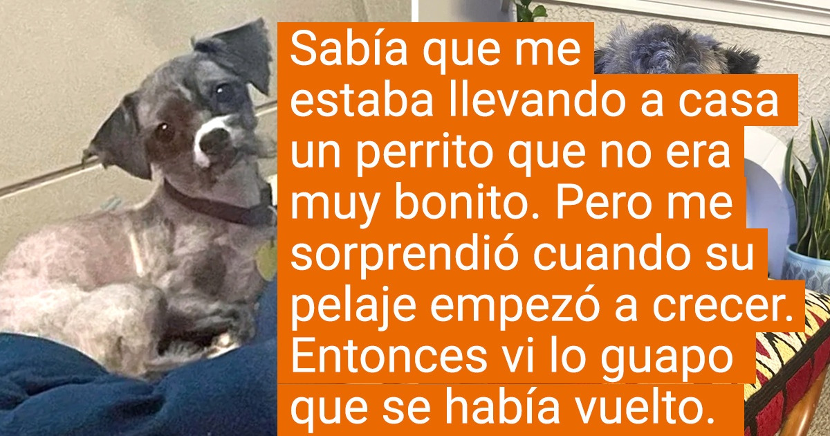 20+ Animales que pasaron de ser pobres almas sin hogar a reyes mimados del sofá