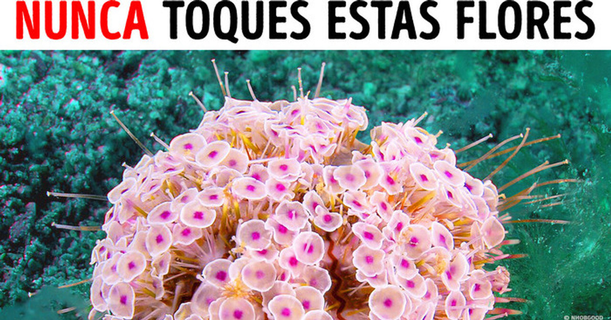 Si ves estas flores en el océano, sal del agua