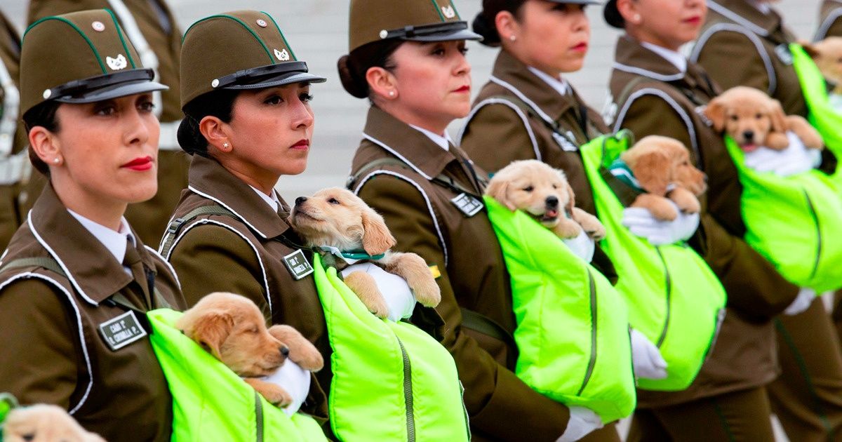 16 Perros En Desfiles Que Lamentamos No Haber Visto En Persona / Genial