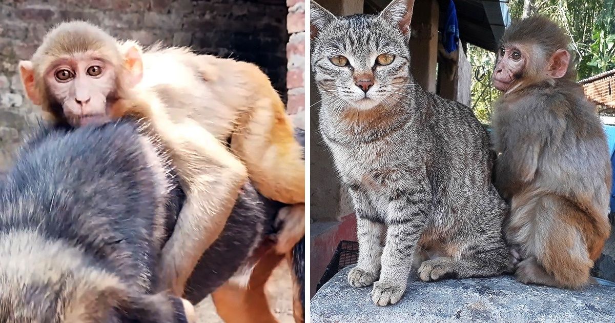 Una mona bebé herida se curó gracias a la compañía de un gato, y luego se enamoró de un perro
