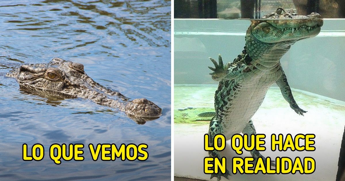 19 Fotos para los que piensan que nada los puede sorprender 19 Fotos para los que piensan que nada los puede sorprender