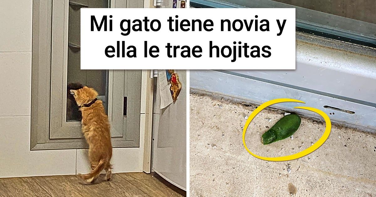 18 Fotos de animales que simplemente no pueden evitar ser afectuosos
