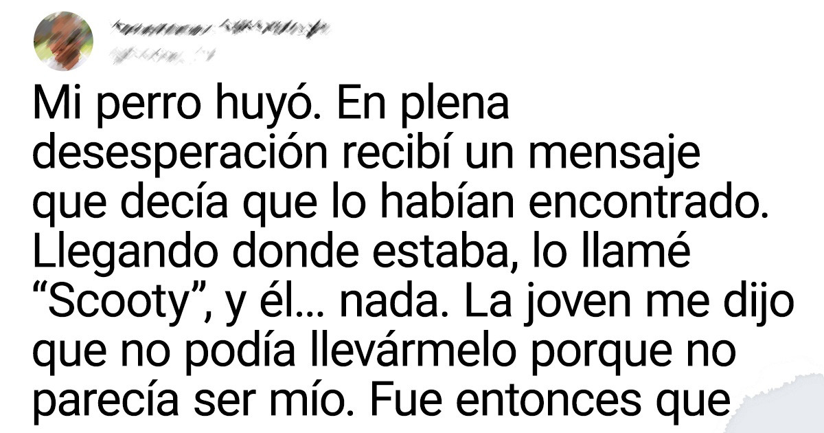 20 Mascotas convertidas en comediantes que les jugaron grandes bromas a sus dueños