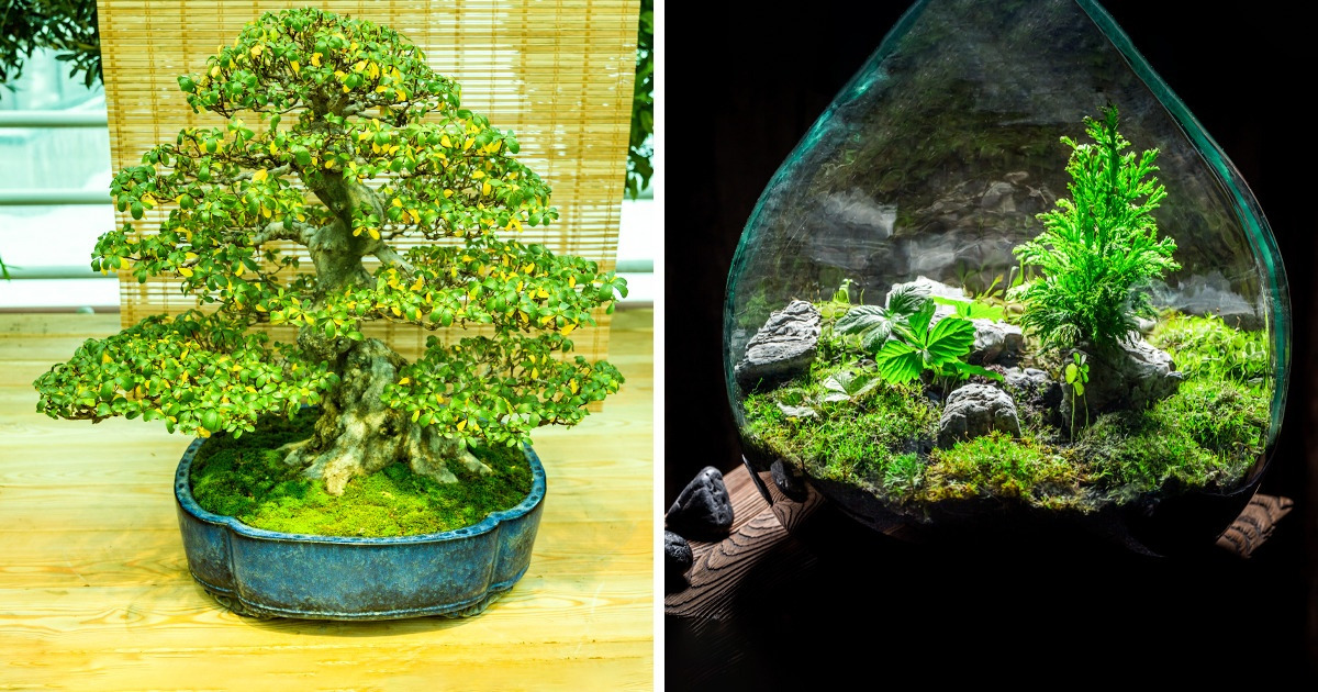 11 Piezas que podrían ser de gran utilidad para las plantas de tu hogar
