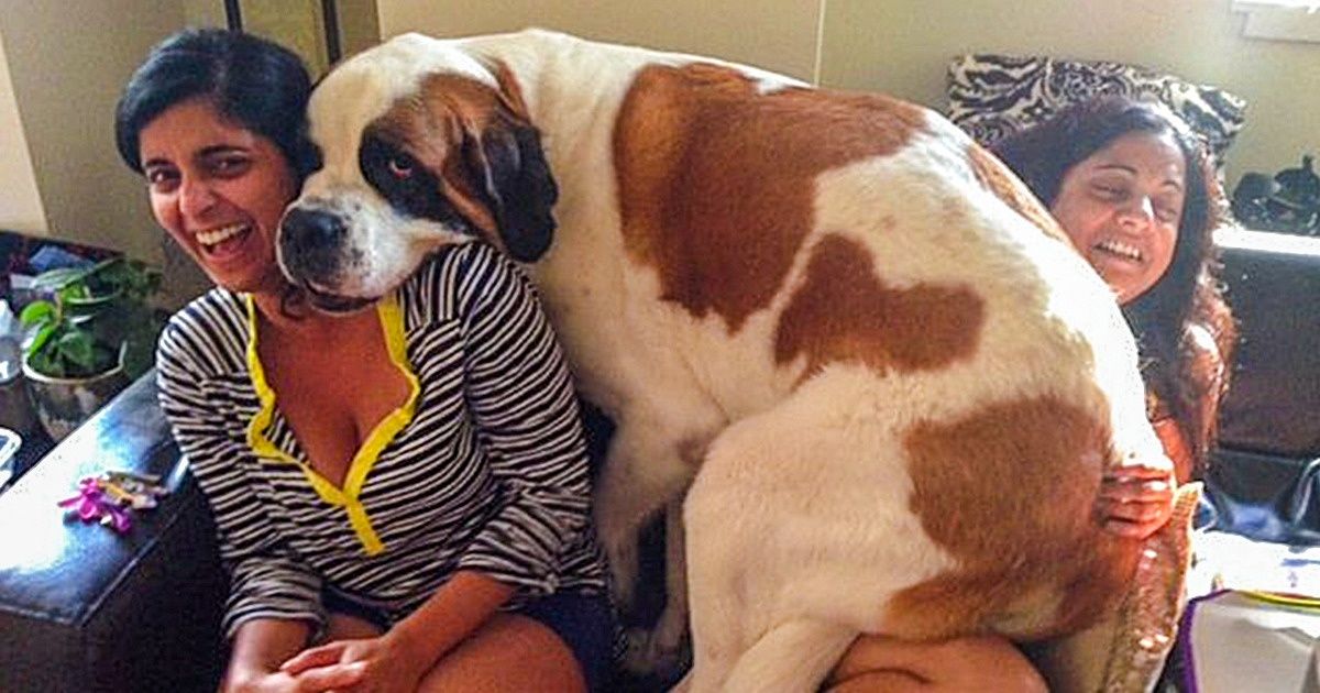 10 Razas de perros para aquellos que siempre han soñado con su osito propio (también hay opciones para familias con niños) 10 Razas de perros para aquellos que siempre han soñado con su osito propio (también hay opciones para familias con niños)