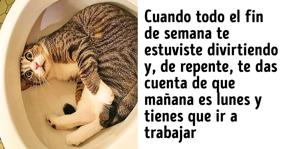 15 Animalitos que tienen un comportamiento muy similar al de los seres humanos