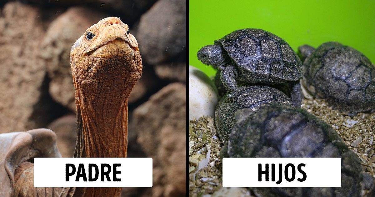 Una tortuga de 100 años engendra 800 crías y salva a su especie de la extinción Una tortuga de 100 años engendra 800 crías y salva a su especie de la extinción