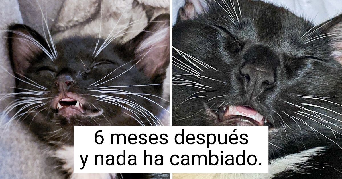 20 Gatos que lucen adorables siempre que muestran (involuntariamente) sus pequeños dientes 20 Gatos que lucen adorables siempre que muestran (involuntariamente) sus pequeños dientes