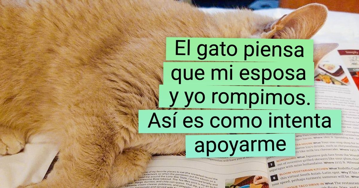 20+ Gatos que hacen todo lo que pueden para que la vida de sus dueños sea más fácil