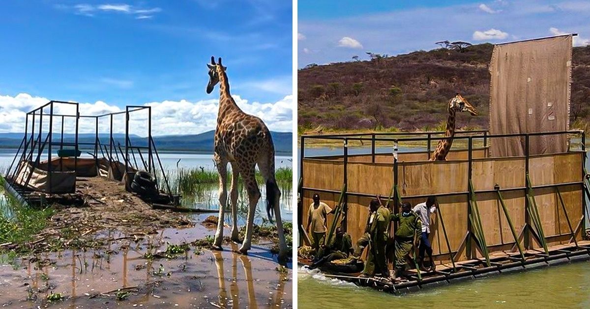 9 Jirafas en peligro de extinción fueron rescatadas de una isla que se hundía 9 Jirafas en peligro de extinción fueron rescatadas de una isla que se hundía