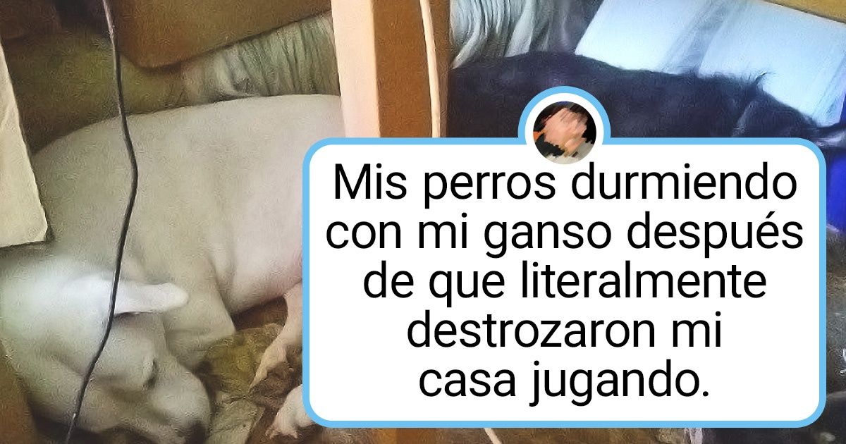 19 Fotos que muestran que cualquier peludo puede ser un gran amigo 19 Fotos que muestran que cualquier peludo puede ser un gran amigo