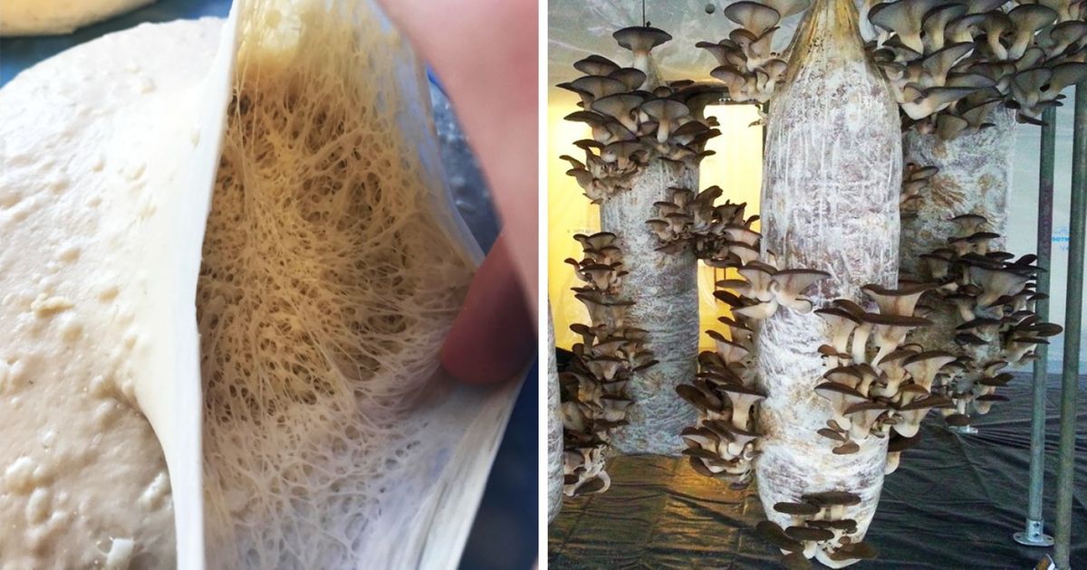 25 Fotos que solo pueden ver aquellos con nervios de acero