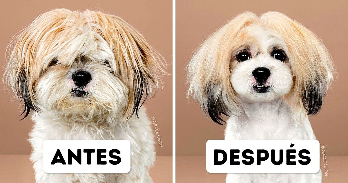 9 Perritos que pasaron por una peluquería y quedaron realmente irreconocibles