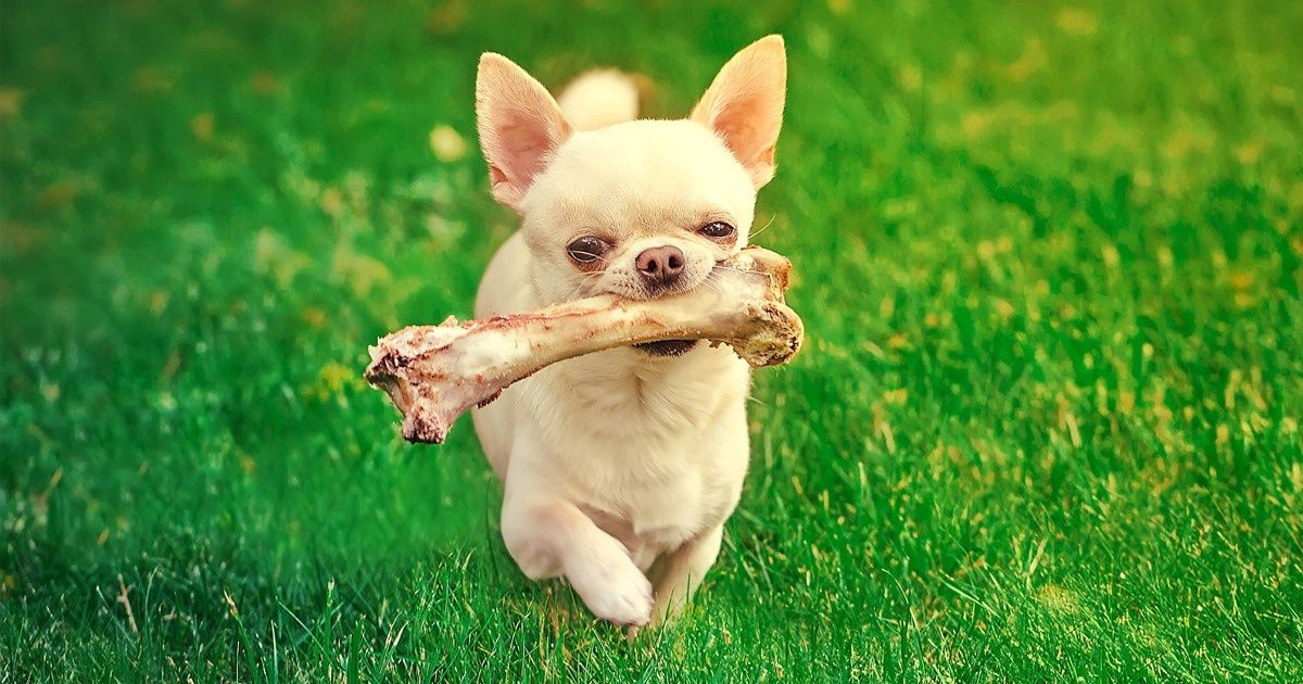 ¡Cuidado! Estos elementos de uso diario pueden ser mortales para tu mascota